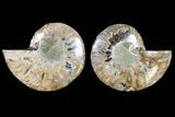 Agatized Ammonite Fossil - Madagascar #145974-1